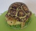 želva na zahrádce